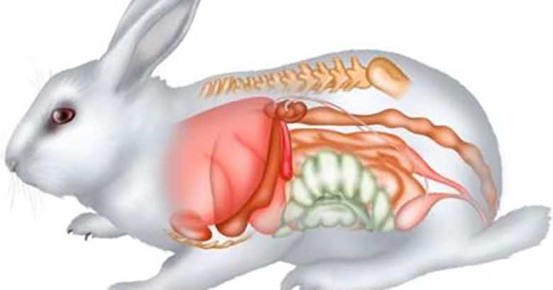 Возможности оценки жизнеспособности кишечной стенки в условиях экспериментального тромбоза тонкой кишки кроликов с помощью прибора «Минимакс-Допплер-К»