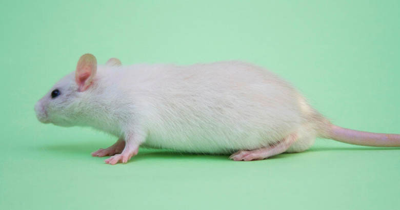Оценка скорости кровотока нижних конечностей крыс с использованием прибора Minimax Doppler в условиях подавления синтеза оксида азота