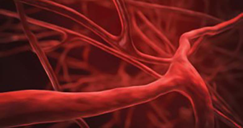 Резистивность и эластичность сосудов, виды и краткая функциональность кровеносных сосудов